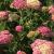 Yarrow - Peachy Seduction

Light: Sun
Zone: 4
Size: 18-24"
Bloom Time: June-September
Color: Peachy Pink
Soil: Well-Drained

