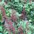 Astilbe-Montgomery

Light: Part Shade
Zone: 4
Size: 18-24" 
Bloom Time: June
Color: Red
Soil: Moist, Rich, Organic