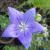 Balloon Flower - Blue

Light: Sun 
Zone: 3
Size: 16-20"
Bloom Time: July-August
Color: Blue 
Soil: Moist