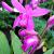 Bletilla - Hardy Orchid

Light: Semi Shade
Zone: 5
Size: 12-18"
Bloom Time: May-June
Color: Pink
Soil: Well-Drained, Moist