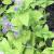 Catmint - Limelight

Light: Sun/Part Shade
Zone: 3
Size: 8"X12"
Bloom Time: May-October
Color: Blue
Soil: Well Drained, Drought Tolerant