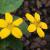 Chrysogonum/Green & Gold Superstar

Light: Semi-Shade
Zone: 4
Size: 6-8"
Bloom Time: April-June
Color: Yellow
Soil: Well-Drained, Drought Tolerant