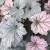 Coral Bells - Frosted Violet

Light: Sun/Part Shade
Zone: 3
Size: 24-30"
Bloom Time: May-June
Color: Pale Pink
Soil: Moist, Well-Drained