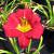 Daylily - Ruby Stella 

Light: Sun/Part Shade
Zone:3
Size: "14-18"
Bloom Time: June-September
Color: Red
Soil: Moist
