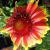 Gaillardia-Goblin

Light: Sun
Zone: 3
Size: 10"
Bloom Time: May-September
Color: Red and Yellow
Soil: Sandy, Poor