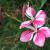 Gaura-Siskiyou Pink

Light: Sun
Zone: 5
Size: 2-3'
Bloom Time: July-September
Color: Pink
Soil: Light, Well-Drained