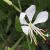 Gaura-So White

Light: Sun
Zone: 5
Size: 15-18"
Bloom Time: July-September
Color: White
Soil: Light, Well-Drained