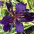 Iris - Louisiana Black Gamecock

Light: Sun
Zone: 4
Size: 3'
Bloom Time: May-June
Color: Blackish Purple
Soil: Moist, Wet Tolerant