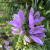 Ladybells-Gaudi Violet

Light: Sun/Part Shade
Zone: 4
Size: 2'
Bloom Time: June-September
Color: Violet
Soil: Well-Drained