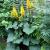 Ligularia-The Rocket

Light: Shade
Zone: 4
Size: 4'
Bloom Time: August/September
Color: Yellow
Soil: Well-Drained, Moist