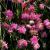 Lychnis-Petite Jenny

Light: Sun
Zone: 4
Size: 24-36"
Bloom Time: June-July
Color: Pink
Soil: Well-Drained, Dry