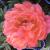 Peony-Coral Sunset

Light: Sun
Zone: 3
Size: 2.5'
Bloom Time: May-June
Color: Coral Pink
Soil: Rich, Well-Drained