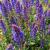 Salvia - Blue Hill

Light: Sun
Zone: 3
Size: 1.5
Bloom Time: June-August
Color: Blue 
Soil: Tolerant