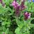 Salvia-New Dimension Rose

Light: Sun
Zone: 5
Size: 12-15"
Bloom Time: June-August
Color: Pink
Soil: Tolerant