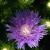 Stoke's Aster-Peachie's Pick

Light: Sun
Zone: 5
Size: 18-24"
Bloom Time: June-September
Color: Violet Blue
Soil: Well-Drained, Moist, Acid