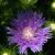 Stoke's Aster-Peachie's Pick

Light: Sun
Zone: 5
Size: 18-24"
Bloom Time: June-September
Color: Violet Blue
Soil: Well-Drained, Moist, Acid
