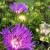 Stoke's Aster-Mel's Blue

Light: Sun
Zone: 5
Size: 15"
Bloom Time: June-September
Color: Lavender Blue