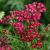 Yarrow - New Vintage Red

Light: Sun
Zone: 4
Size: 12-14"
Bloom Time: June-September
Color: Burgundy Red
Soil: Well-Drained 