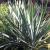 Yucca-Hairy

Light: Sun
Zone: 4
Size: 3-5'
Bloom Time: July
Color: White
Soil: Not Wet