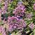 Allium-Medusa 

Light: Sun/Part Shade 
Zone:4
Size: 2' H&W
Bloom Time: Aug-Sept
Color: Lavender 
Soil: Well-Drained, Moist
