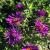 Aster - Purple Dome 

Light: Sun/Part Shade 
Zone: 3
Size: 18"H x 24"W
Bloom Time: Aug/September
Color: Violet Blue
Soil: Well-Drained
