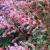 Astilbe - Delft Lace 

Light: Part Shade
Zone: 4
Size: 2.5'H x 2'W
Bloom Time: July
Color:Bubblegum Pink
Soil: Moist, Rich, Organic 
