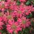 Bee Balm - Electric Neon Pink

Light: Sun/Part Shade
Zone: 4
Size: 20" H&W
Bloom Time: July-August
Color: Glowing Pink
Soil: Moist
