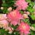 Columbine - Clementine Salmon Rose 

Light: Sun/Part Shade
Zone: 3
Size: 18"
Bloom Time: May
Color: Salmon Pink
Soil: Drought Tolerant
