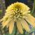 Coneflower - Double Scoop Lemon Cream

Light: Sun/Part Shade
Zone: 4
Size: 2.5'H x 1.5'W
Bloom Time: July-September
Color: Double Pastel Yellow
Soil: Well-Drained, Moist, Humus Rich 
