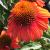 Coneflower - Sombrero Adobe 

Light: Sun/Part Shade
Zone: 4
Size: 24-30"
Bloom Time: July-September
Color: Pumpkin Orange
Soil: Well-Drained, Moist, Humus Rich 
