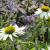 Coneflower - White 

Light: Sun/Part Shade
Zone: 4
Size: 2-3'
Bloom Time: July-September
Color: White
Soil: Well-Drained, Moist, Humus Rich 
