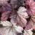 Coral Bells - Carnival Rose Granita 

Light: Sun/Part Shade
Zone: 4
Size: 12" x 14"
Bloom Time: April-June 
Color: White
Soil: Well-Drained, Moist
