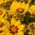 Coreopsis - Sunkiss

Light: Sun
Zone: 4
Size: 14"H x 16"W
Bloom Time: June-Sept
Color: Gold with Red Center
Soil: Well-Drained
