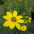 Coreopsis-Zagreb

Light: Sun
Zone: 3
Size: 12"
Bloom Time: July-September
Color: Bright Yellow
Soil: Well-Drained
