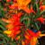 Crocosmia - Orange Pekoe

Light: Sun
Zone: 5
Size: 2'
Bloom Time: July
Color: Orange
Soil: Well-Drained