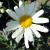 Daisy-Shasta Bridal Bouquet

Light: Sun/Part Shade
Zone: 5
Size: 12"H x 24"W
Bloom Time: July
Color: White
Soil: Well-Drained
