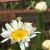 Daisy-Shasta Crazy Daisy

Light: Sun
Zone: 4
Size: 2'
Bloom Time: June-Aug
Color: White 
Soil: Well-Drained
