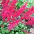 Astilbe - Fanal

Light: Part Shade 
Zone: 4
Size: 24"
Bloom Time: July 
Color: Red 
Soil: Rich, Moist, Organic 