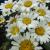 Daisy - Shasta Snow Lady

Light: Sun
Zone: 3
Size: 12"
Bloom Time: July
Color: White
Soil: Well-Drained
