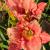 Daylily - Happy Ever App. Happy Enchantment 

Light: Sun/Part Shade
Zone: 4
Size: 24"x16"
Bloom Time: June-September
Color: Soft Pink
Soil: Well-Drained, Moist

