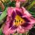 Daylily - Happy Ever App. Just Plum Happy

Light: Sun/Part Shade
Zone: 4
Size: 14"
Bloom Time: June-Oct
Color: Rose with Plum Edge
Soil: Well-Drained, Moist
