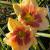 Daylily - Happy Ever App. When My Sweetheart Returns

Light: Sun/Part Shade
Zone: 4
Size: 22"
Bloom Time: June-September
Color: Lemon Cream with Red 
Soil: Well-Drained, Moist
