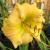 Daylily-Peach Yellow

Light: Sun/Part Shade
Zone: 4
Size: 24"
Bloom Time: July/Aug
Color: Peach Yellow
Soil: Well-Drained, Moist
