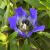 Gentian - True Blue

Light: Sun/Part Shade
Zone: 4
Size: 2.5' x 1.5'
Bloom Time: July-Aug
Color: Blue
Soil: Well-Drained, Moist, Fertile
