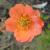 Geum - Totally Tangerine

Light: Sun/Part Shade
Zone: 4
Size: 18-24"
Bloom Time: May-Aug
Color: Tangerine Orange
Soil: Well-Drained, Moist
