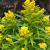 Goldenrod - Little Lemon

Light: Sun/Part Shade
Zone: 5
Size: 1' x 1.5'
Bloom Time: August
Color: Yellow
Soil: Tolerant
