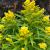 Goldenrod - Little Lemon

Light: Sun/Part Shade
Zone: 5
Size: 1' x 1.5'
Bloom Time: August
Color: Yellow
Soil: Tolerant
