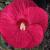 Hibiscus - Hard Luna Red

Light: Sun
Zone:5
Size: 3'
Bloom Time: July-September
Color: Rose Red 
Soil: Well-Drained
