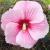 Hibiscus - Hardy Starry Starry Night

Light: Sun
Zone: 4
Size: 4'
Bloom Time: July-September
Color:Soft Pink
Soil: Well-Drained