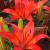 Lily - Asiatic Matrix

Light: Sun/Part Shade
Zone: 4
Size: 18" x 16"
Bloom Time: May/June
Color: Orange Red
Soil: Well-Drained, Moist, Humus Rich
